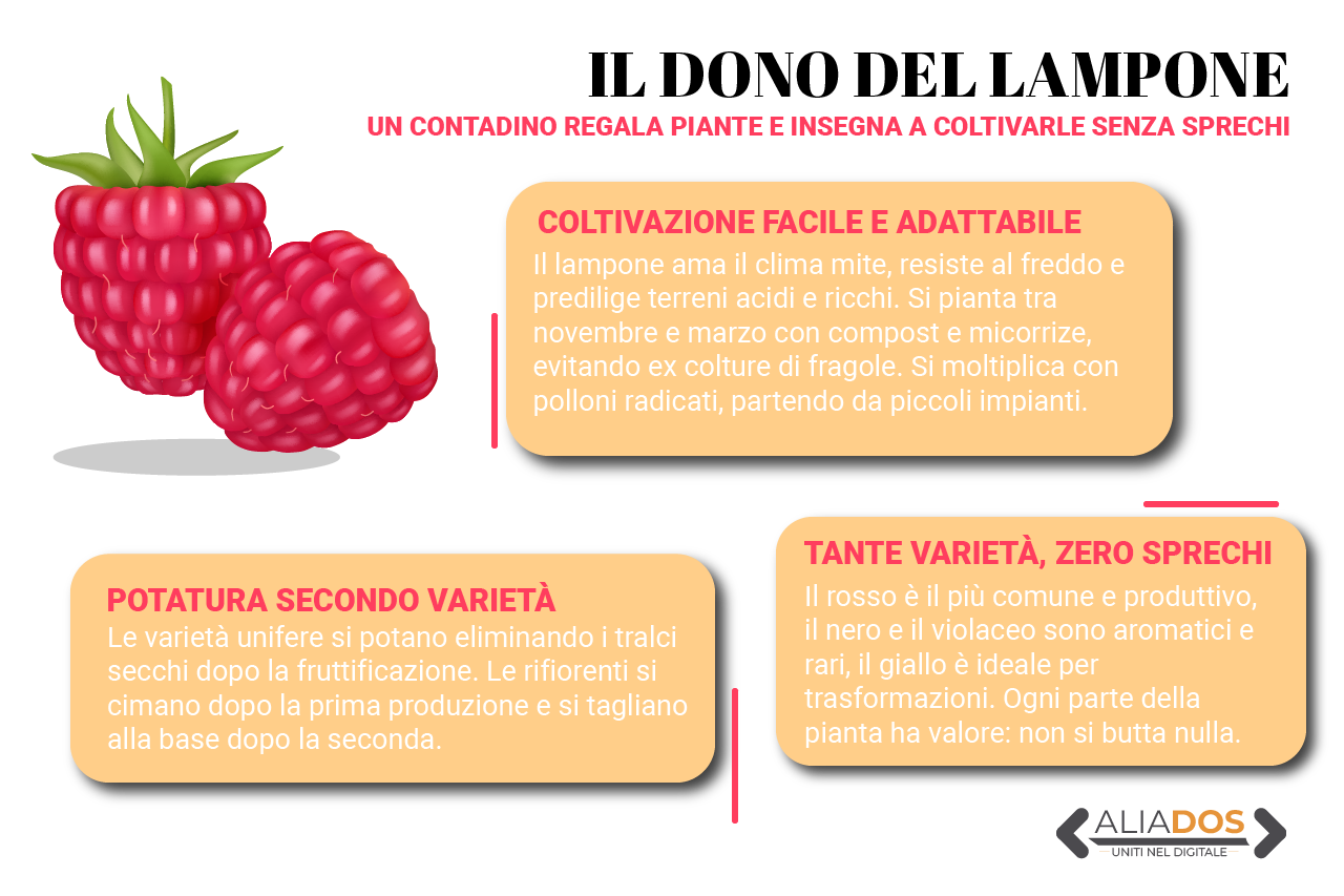 Immagine selezionata